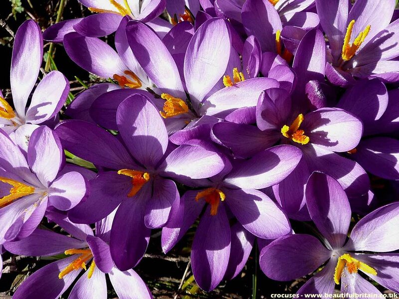 Purple Crocus Flowers — Bright