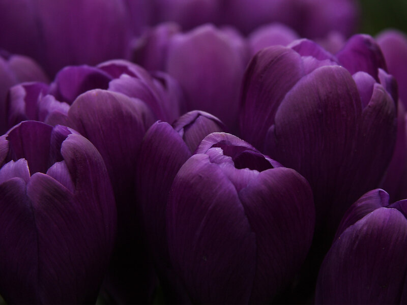 Purple Crocus Flowers — Calm, Spring, Photograph, Buds