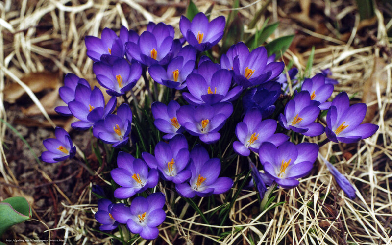 Purple Crocus Flowers — Calm, Spring, Photograph, Dry Grass