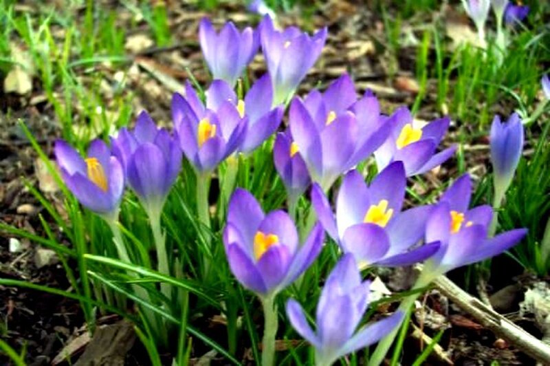 Purple Crocus Flowers — Calm, Spring, Photograph, Grass, Soil