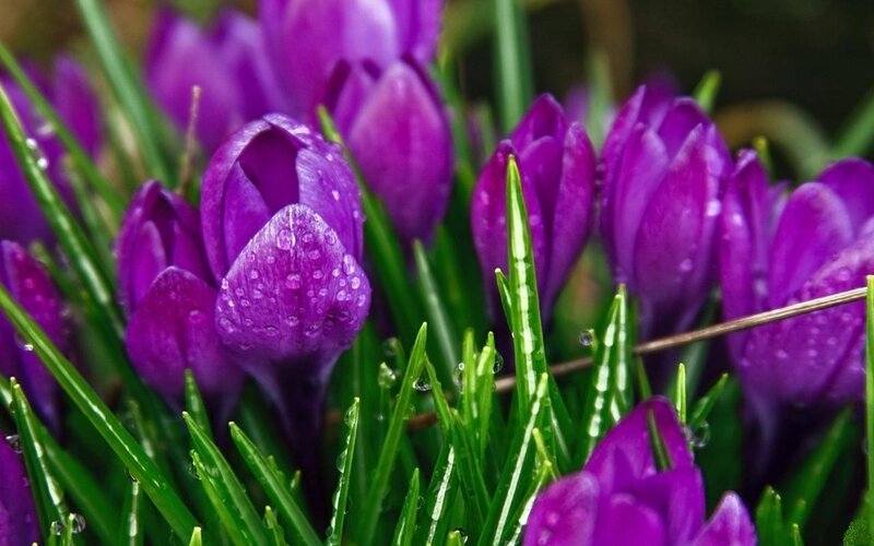 Purple Crocus Flowers — Calm, Spring, Photograph, Grass