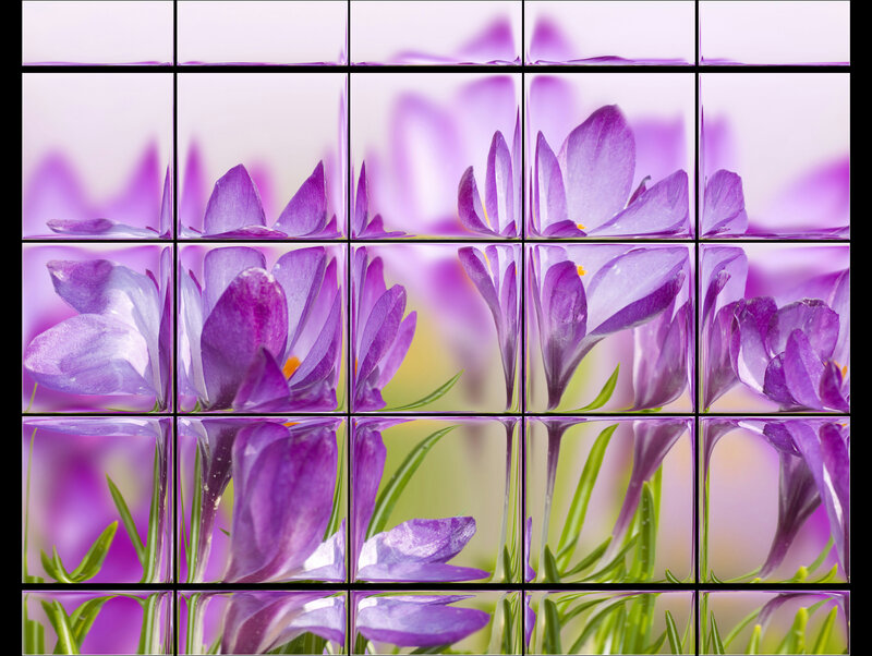 Purple Crocus Flowers — Calm, Spring, Photograph, Green Leaves, Glass Blocks