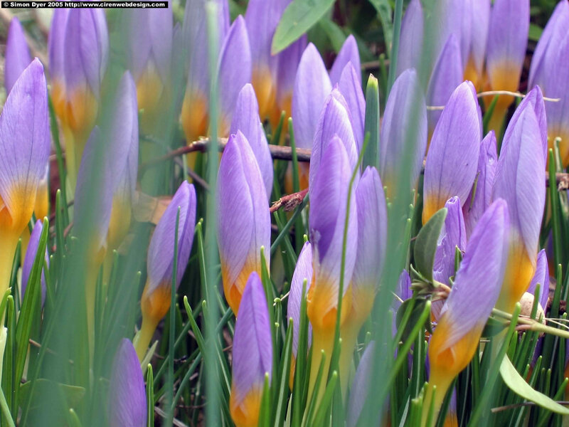 Purple Crocus Flowers — Calm, Spring, Photograph, Green Leaves, Grass, Bush