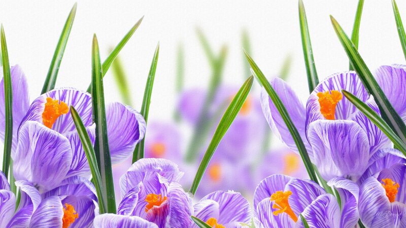 Purple Crocus Flowers — Calm, Spring, Photograph, Green Leaves, Orange Centers