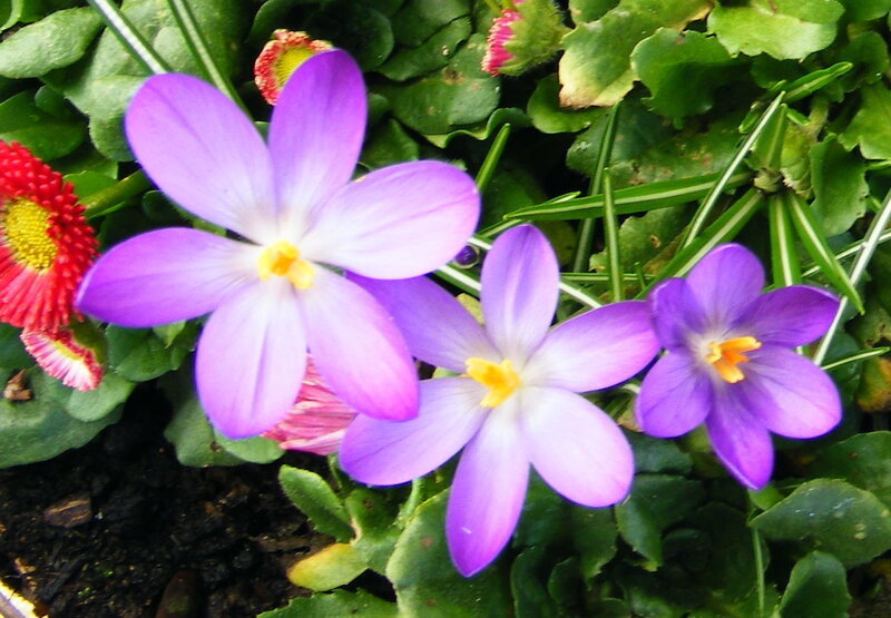 Purple Crocus Flowers — Calm, Spring, Photograph, Green Leaves, Red Flower