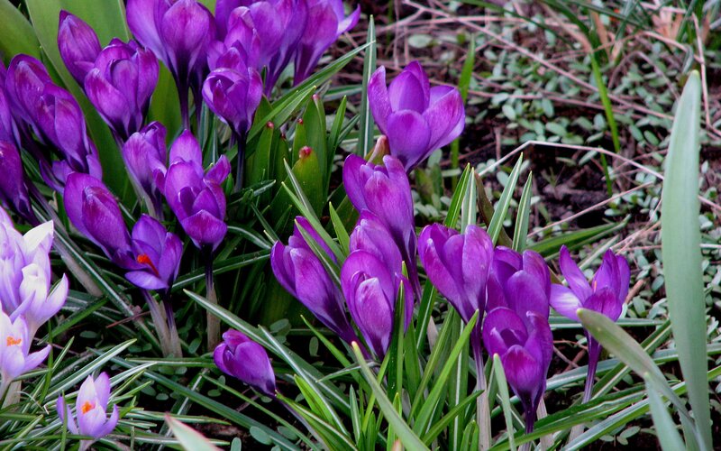Purple Crocus Flowers — Calm, Spring, Photograph, Green Leaves, Soil, Buds