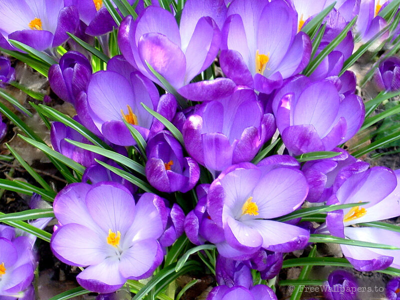 Purple Crocus Flowers — Calm, Spring, Photograph, Green Leaves, Yellow Centers