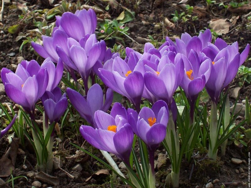 Purple Crocus Flowers — Calm, Spring, Photograph, Leaves