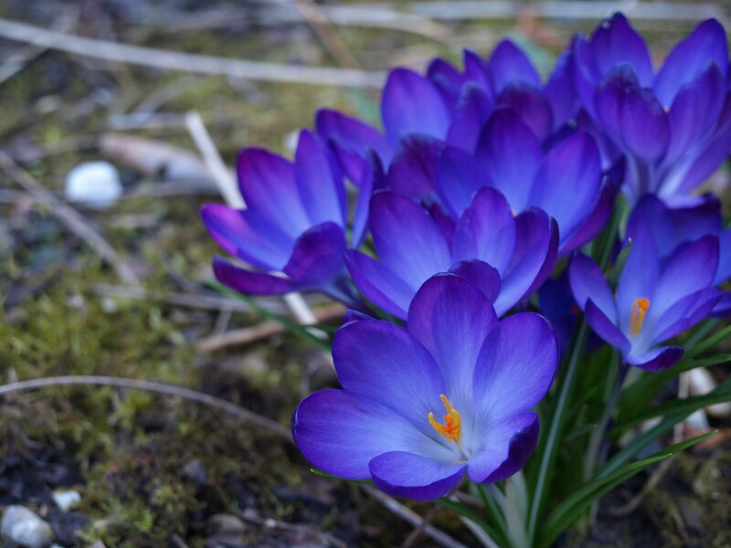 Purple Crocus Flowers — Calm, Spring, Photograph, Moss