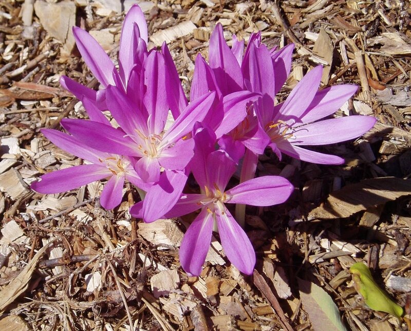 Purple Crocus Flowers — Calm, Spring, Photograph, Mulch, Sunlight