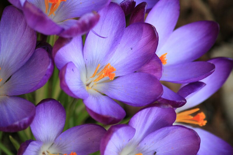 Purple Crocus Flowers — Calm, Spring, Photograph, Orange Stamen