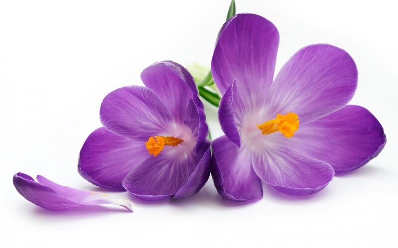 Purple Crocus Flowers — Calm, Spring, Photograph, Petal