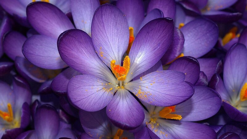 Purple Crocus Flowers — Calm, Spring, Photograph, Petals, Stamen, Pollen, Yellow