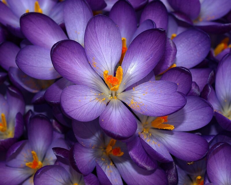 Purple Crocus Flowers — Calm, Spring, Photograph, Petals