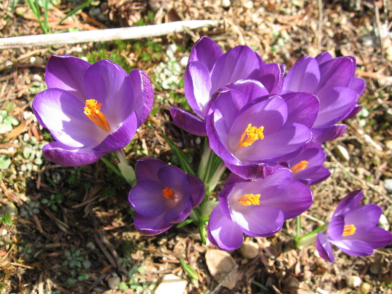 Purple Crocus Flowers — Calm, Spring, Photograph, Soil, Grass