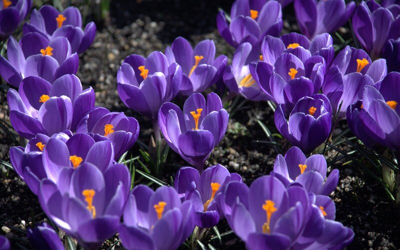 Purple Crocus Flowers — Calm, Spring, Photograph, Soil, Green Stems
