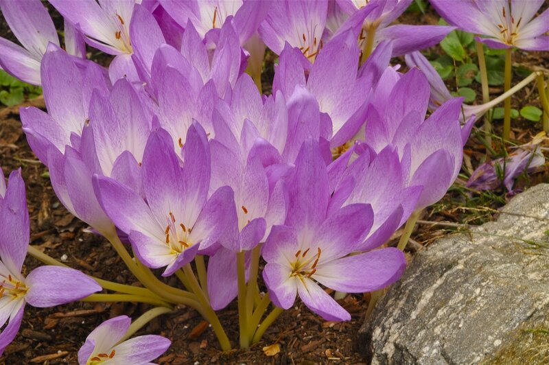 Purple Crocus Flowers — Calm, Spring, Photograph, Soil, Rock