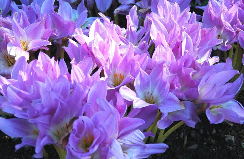 Purple Crocus Flowers — Calm, Spring, Photograph, Soil, Stems