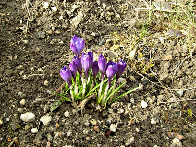 Purple Crocus Flowers — Calm, Spring, Photograph, Soil