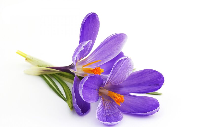 Purple Crocus Flowers — Calm, Spring, Photograph, Stamen