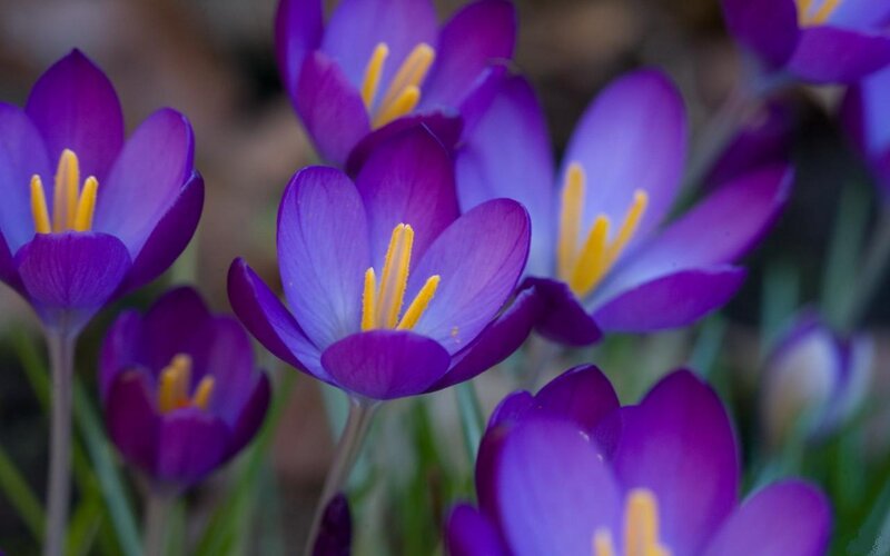 Purple Crocus Flowers — Calm, Spring, Photograph