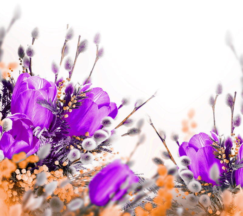 Purple Crocus Flowers — Calm, Spring, Photograph, Willow Catkins