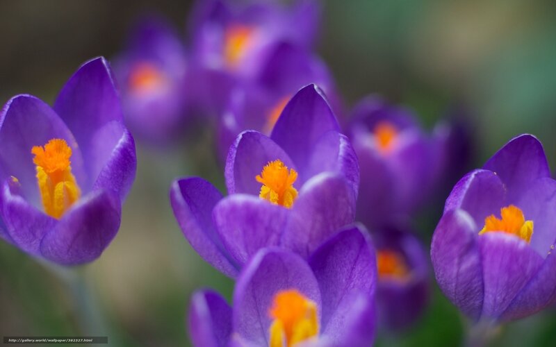 Purple Crocus Flowers — Calm, Spring, Photograph, Yellow Stamen, Green Background