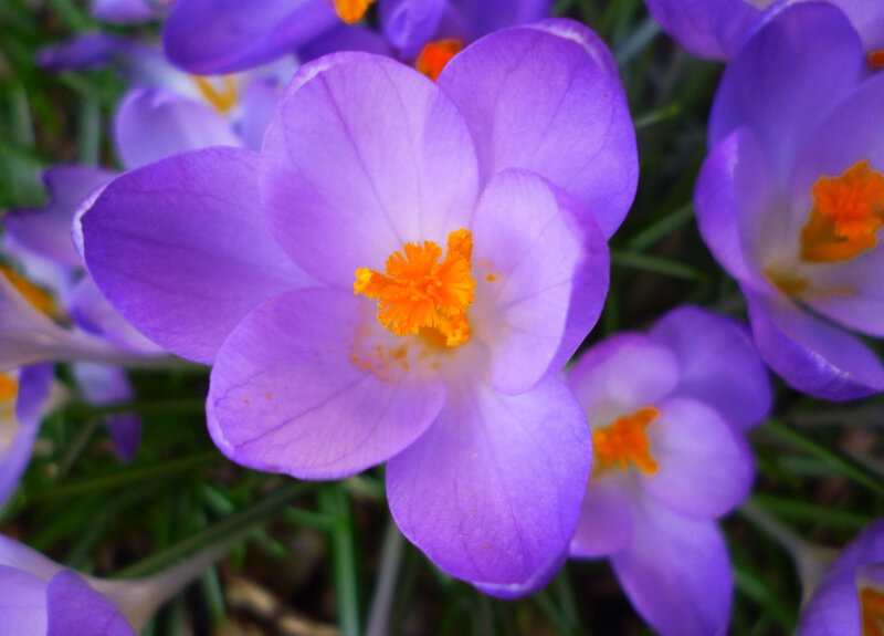 Purple Crocus Flowers — Calm, Spring, Photograph, Yellow Stamen, Green Grass