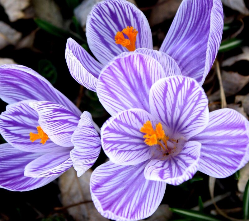 Purple Crocus Flowers — Calm, Spring, Photograph, Yellow Stamen, Green Leaf