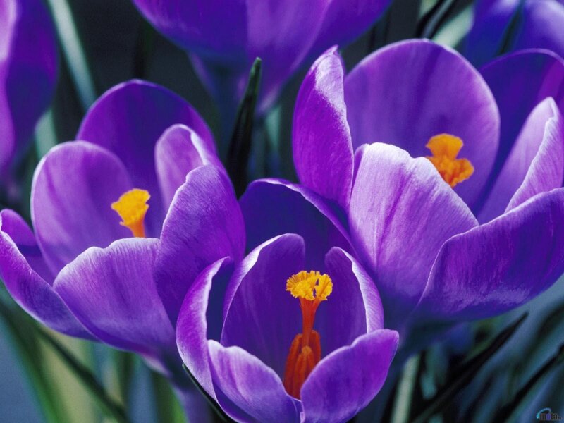 Purple Crocus Flowers — Calm, Spring, Photograph, Yellow Stamen, Green Leaf, Yellow