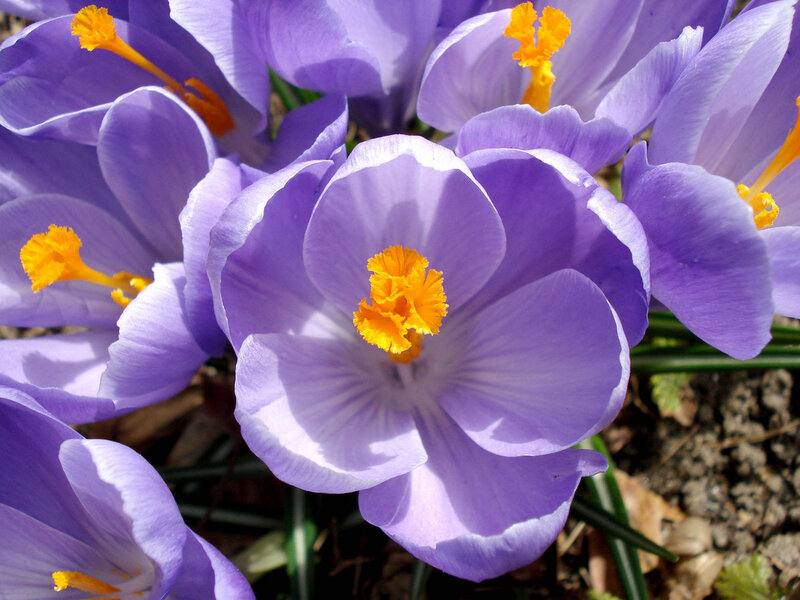 Purple Crocus Flowers — Calm, Spring, Photograph, Yellow Stamen, Green Stem