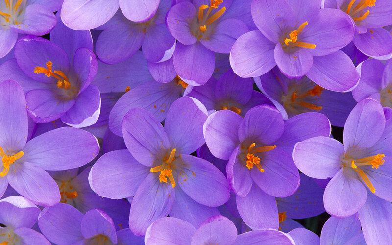 Purple Crocus Flowers — Calm, Spring, Photograph, Yellow Stamen, Petals
