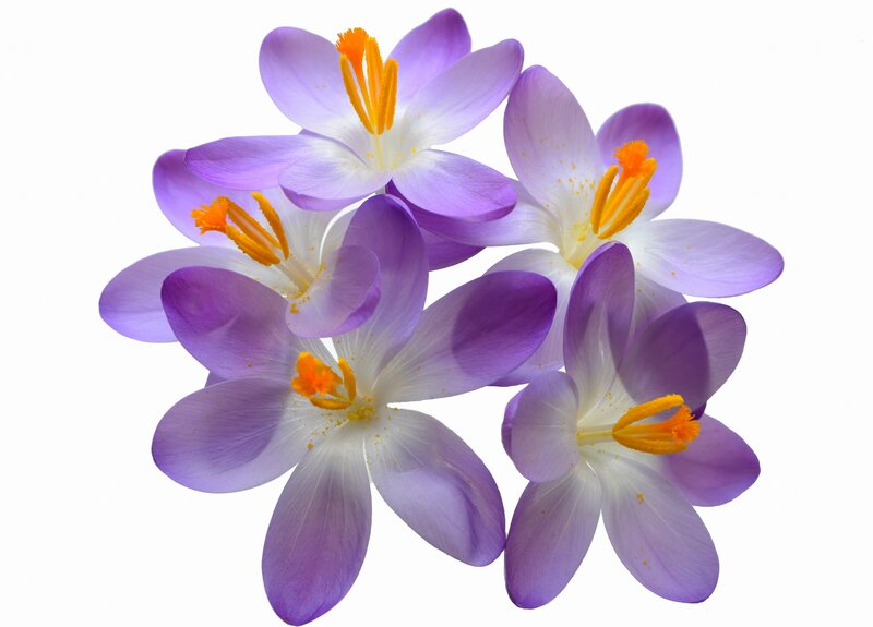 Purple Crocus Flowers — Calm, Spring, Photograph, Yellow Stamen, White Center