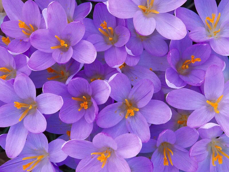 Purple Crocus Flowers — Calm, Spring, Photograph, Yellow Stamen, Yellow