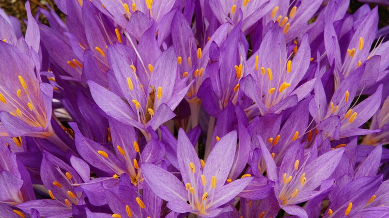 Purple Crocus Flowers — Calm, Spring, Photograph, Yellow Stamens, Petals