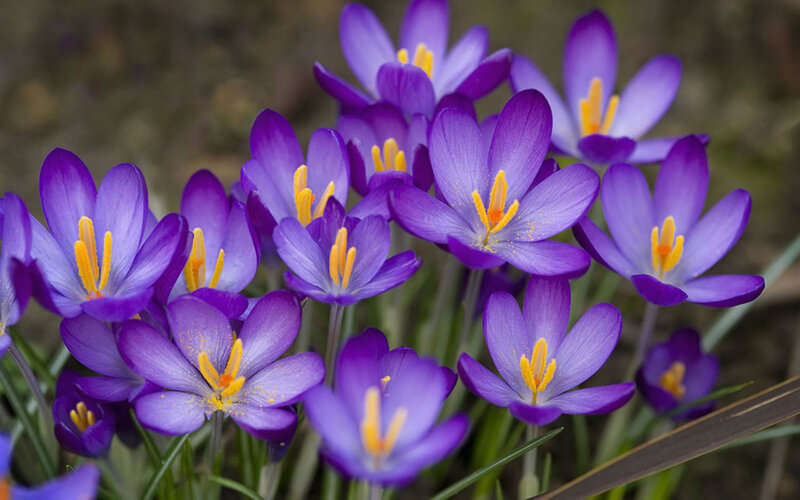 Purple Crocus Flowers — Calm, Spring, Photograph, Yellow Stamens