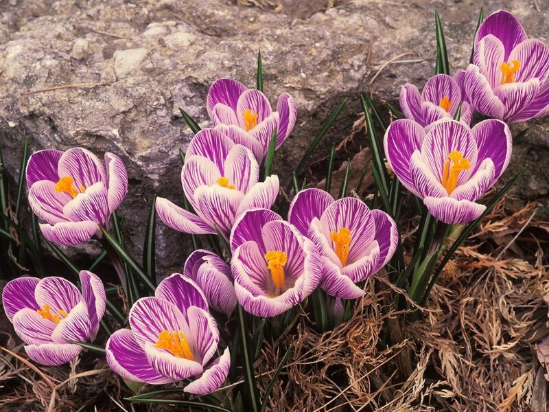 Purple Crocus Flowers — Calm, Spring
