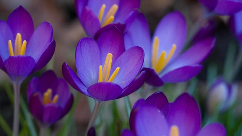 Purple Crocus Flowers — Calm