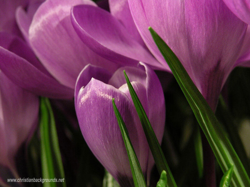 purple crocus flowers close-up