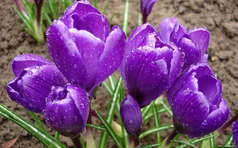 Purple Crocus Flowers — Damp