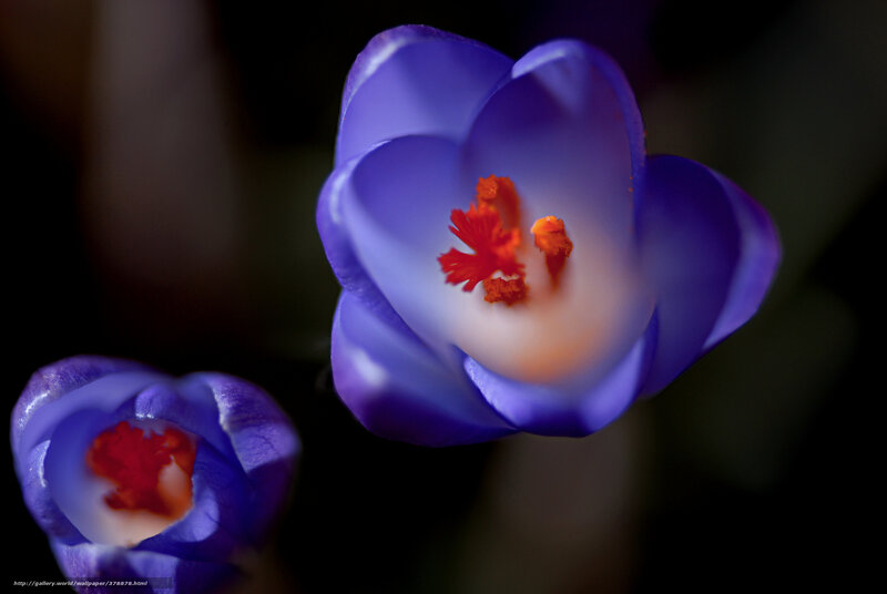 Purple Crocus Flowers — Dramatic, Photograph, Stamen