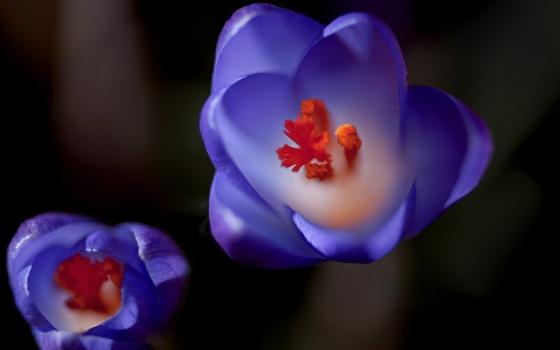 Purple Crocus Flowers — Dramatic, Spring, Photograph, Flower