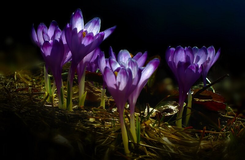 Purple Crocus Flowers — Dramatic, Spring, Photograph, Grass