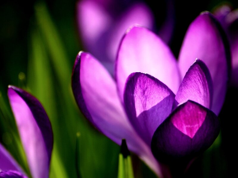 Purple Crocus Flowers — Dramatic, Spring, Photograph, Green Leaves, Green