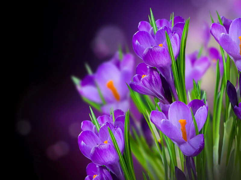 Purple Crocus Flowers — Dramatic, Spring, Photograph, Green Leaves