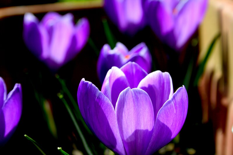 Purple Crocus Flowers — Dramatic, Spring, Photograph, Green Stems