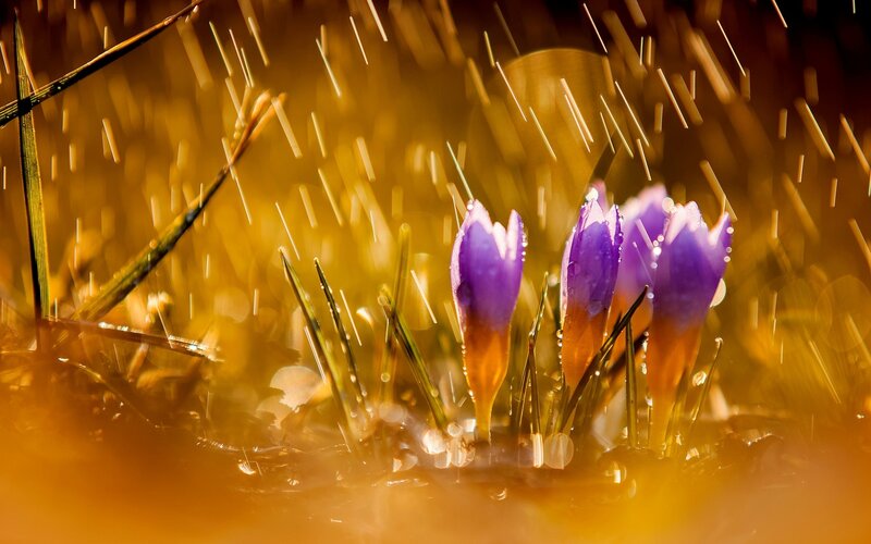 Purple Crocus Flowers — Dramatic, Spring, Photograph, Rain