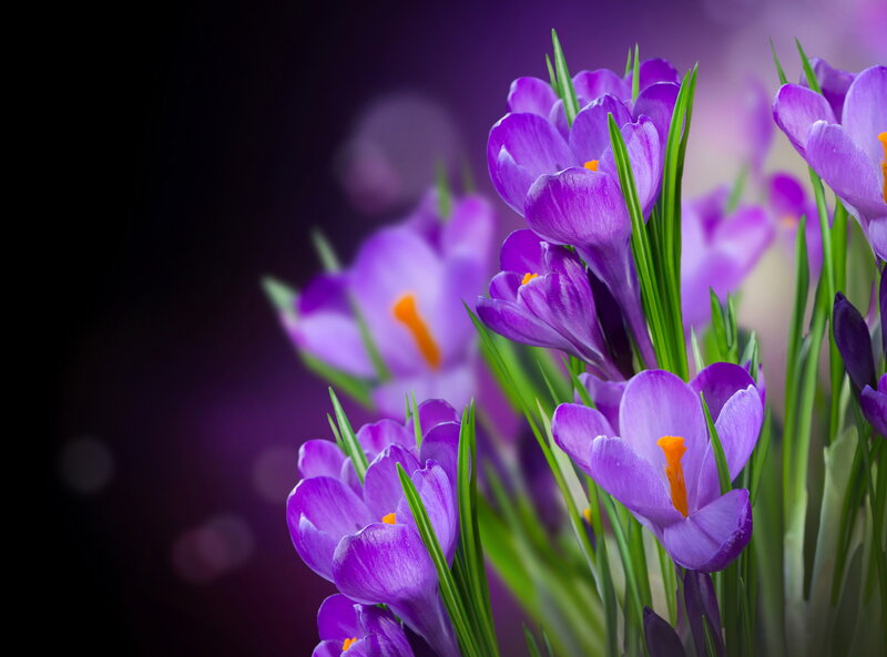 Purple Crocus Flowers — Dramatic, Spring, Photograph