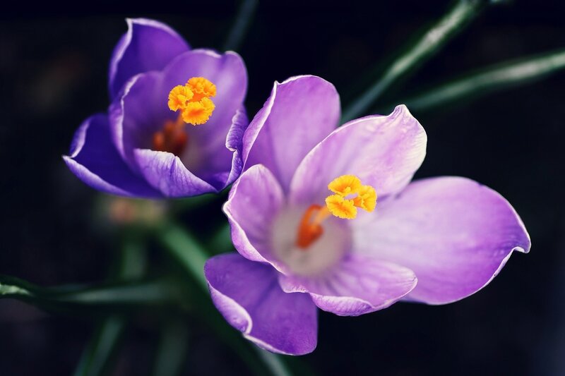 Purple Crocus Flowers — Dramatic, Spring, Photograph, Yellow Stamen