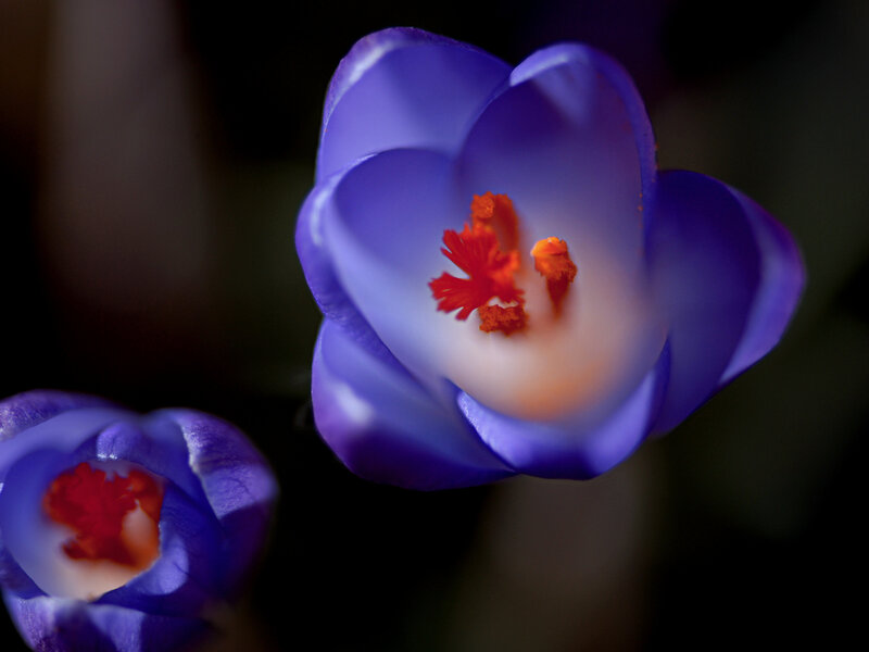 Purple Crocus Flowers — Dramatic, Spring